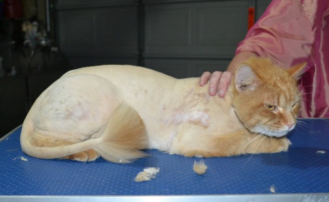 Katut is a Long Hair Domestic. He had his matted fur shaved down, nails clipped and ears cleaned