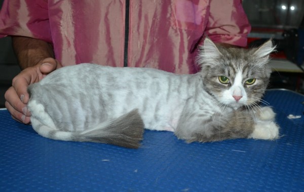 Archie is a Siberian. He had his matted fur shaved down, nails clipped, ears cleaned and a wash n blow dry.