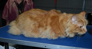 Garfield is a Medium Hair Domestic. He had his fur shaved down, nails clipped, ears cleaned and a wash n blow dry.