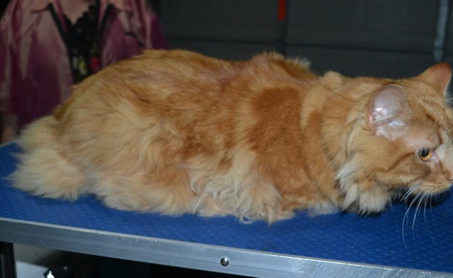 Garfield is a Medium Hair Domestic. He had his fur shaved down, nails clipped, ears cleaned and a wash n blow dry.