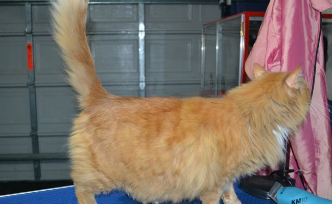 Mucka is a medium hair. She had her fur shaved down, nails clipped, ears cleaned and a wash n blow dry. Domestic.