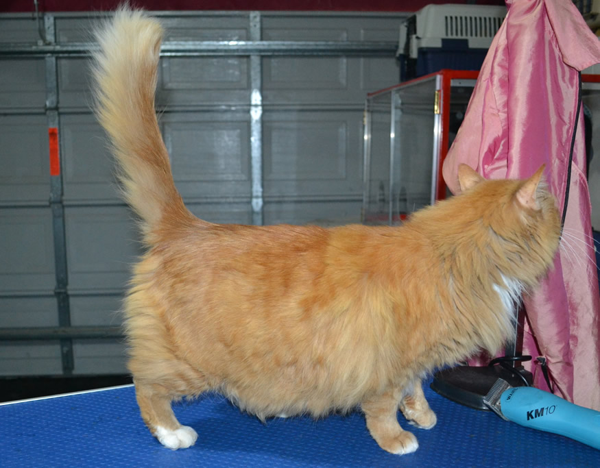 Mucka is a medium hair. She had her fur shaved down, nails clipped, ears cleaned and a wash n blow dry. Domestic.