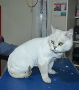 Nathan is a Burmese X Chinchilla. He had his fur shaved down, nails clipped and ears cleaned.
