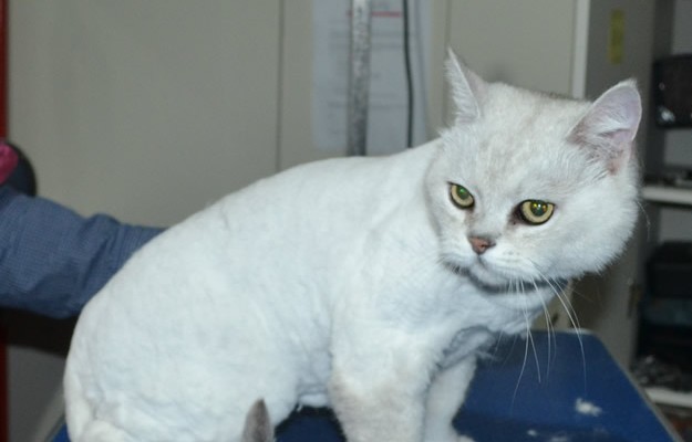 Nathan is a Burmese X Chinchilla. He had his fur shaved down, nails clipped and ears cleaned.