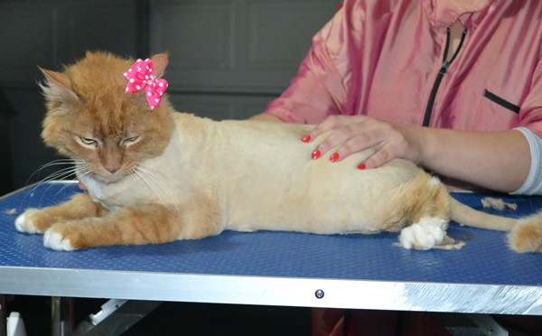Mucka is a medium hair. She had her fur shaved down, nails clipped, ears cleaned and a wash n blow dry. Domestic.
