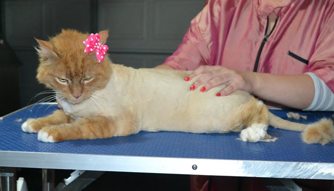 Mucka is a medium hair. She had her fur shaved down, nails clipped, ears cleaned and a wash n blow dry. Domestic.