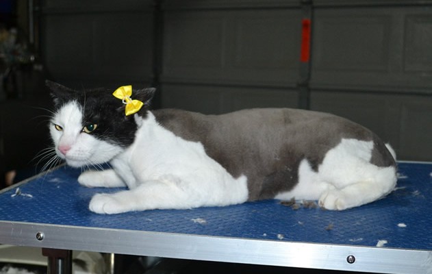 China is a Short Hair Domestic. She had her fur shaved down, Nails clipped and ears cleaned.