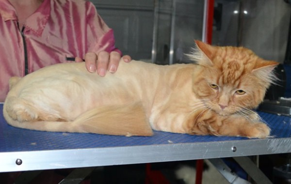 Garfield is a Medium Hair Domestic. He had his fur shaved down, nails clipped, ears cleaned and a wash n blow dry.