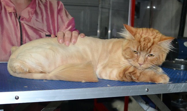 Garfield is a Medium Hair Domestic. He had his fur shaved down, nails clipped, ears cleaned and a wash n blow dry.