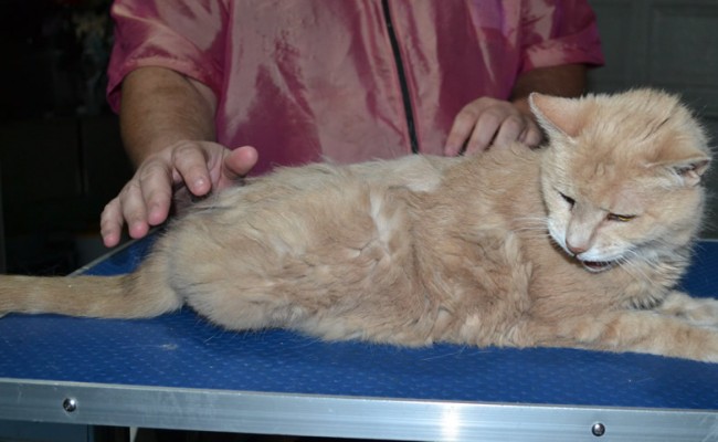 Little Kitty is a medium hair Domestic. She is 15.5 yrs old. She had her matted fur shaved down, nails clipped and ears cleaned.