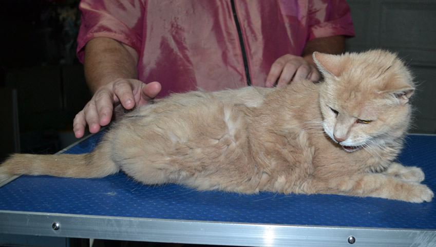 Little Kitty is a medium hair Domestic. She is 15.5 yrs old. She had her matted fur shaved down, nails clipped and ears cleaned.