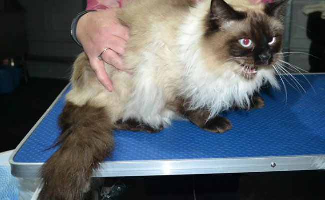 Gizmo is a Ragdoll. He had his matted fur shaved down, nails clipped and ears cleaned.