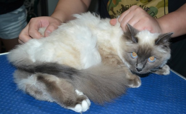 Sobi is a Burman. She had her fur shaved down, Nails clipped and ears cleaned