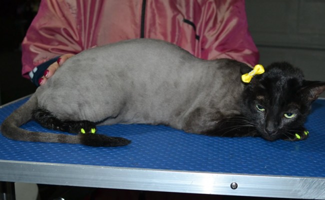 Sky is a Short hair domestic. She had her fur shaved down, nails clipped ears cleaned, a wash n blow dry and a full set of Yellow Softpaws.