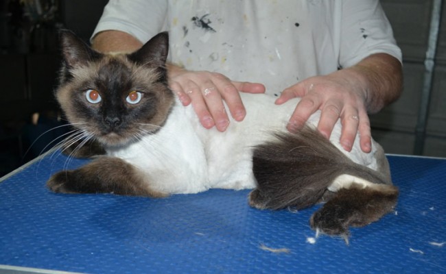 Gizmo is a Ragdoll. He had his matted fur shaved down, nails clipped and ears cleaned.