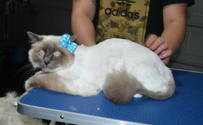 Sobi is a Burman. She had her fur shaved down, Nails clipped and ears cleaned