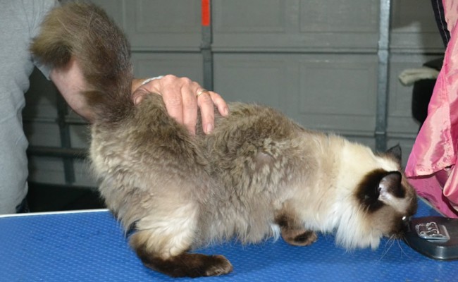 Diesel is a Ragdoll. He had his nails clipped, fur shaved down and ears cleaned.