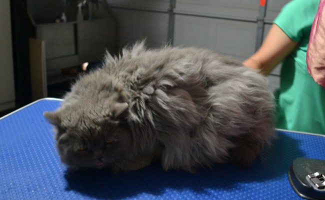 Mishka is a British long Hair. She had her matted fur shaved down, Nails clipped and ears cleaned.