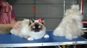 Pip is a 10.5 mth old Ragdoll. She is over 5kgs. She had her fur raked, nails clipped and ears cleaned.