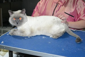Micky is a British Short Hair. He had his matted fur shaved down, nails clipped, ears cleaned and a wash n blow dry.