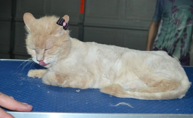Little Kitty is a medium hair Domestic. She is 15.5 yrs old. She had her matted fur shaved down, nails clipped and ears cleaned.