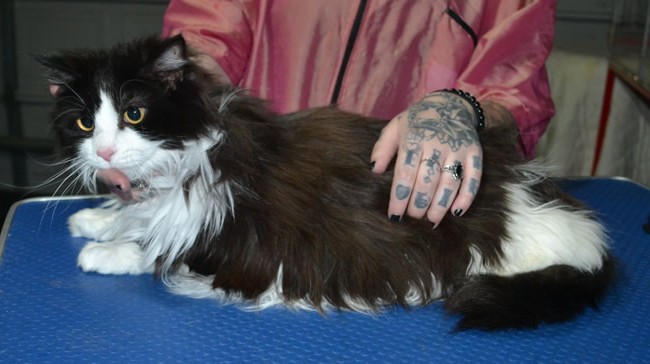 Maxims Prime is a Long Hair domestic. He had his fur shaved down, nails clipped, ears cleaned and a wash n blow dry.