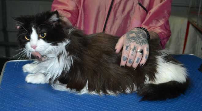 Maxims Prime is a Long Hair domestic. He had his fur shaved down, nails clipped, ears cleaned and a wash n blow dry.