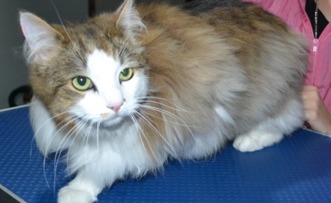 Izzy is a Medium hair Domestic. She had a comb clip, nails clipped and ears cleaned.