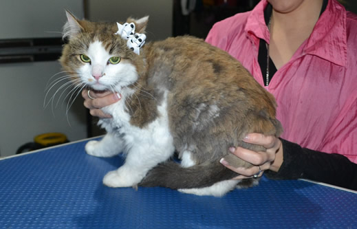 Izzy is a Medium hair Domestic. She had a comb clip, nails clipped and ears cleaned.