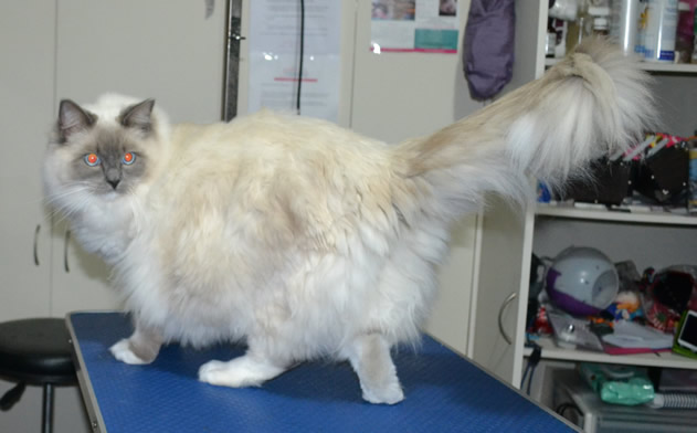 Bud is a 10.5mth old Ragdoll. He had his fur raked, nails clipped and ears cleaned. He is such a big boy weighing in around 7kgs.