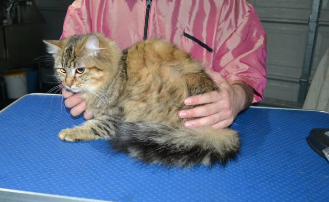 Samaya is a Long hair Domestic. She had her fur shaved down, nails clipped, and ears cleaned.