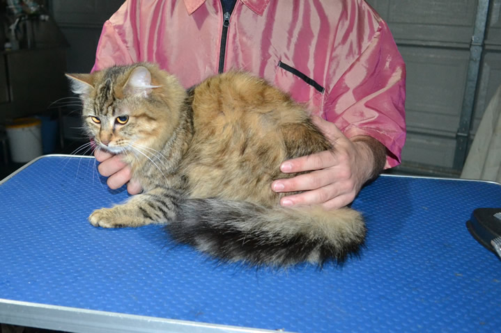 Samaya is a Long hair Domestic. She had her fur shaved down, nails clipped, and ears cleaned.