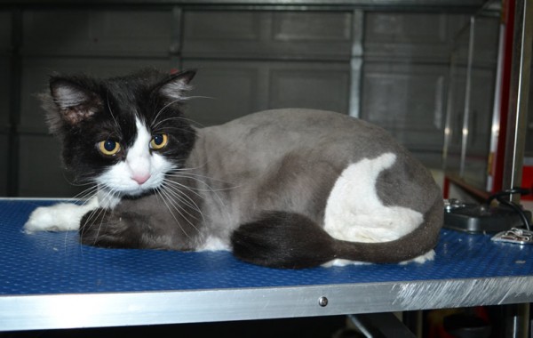 Maxims Prime is a Long Hair domestic. He had his fur shaved down, nails clipped, ears cleaned and a wash n blow dry.