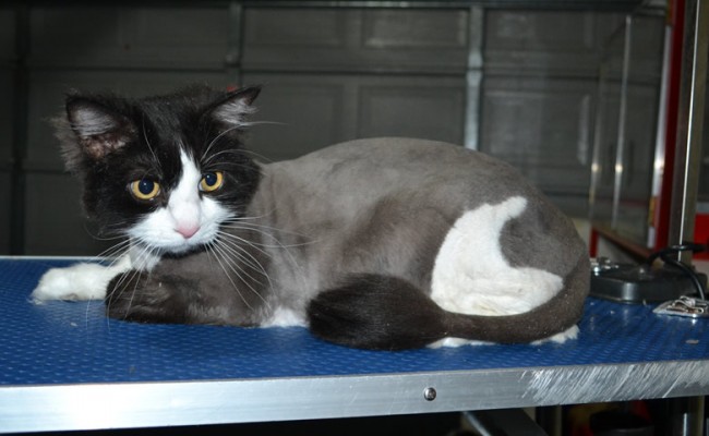 Maxims Prime is a Long Hair domestic. He had his fur shaved down, nails clipped, ears cleaned and a wash n blow dry.