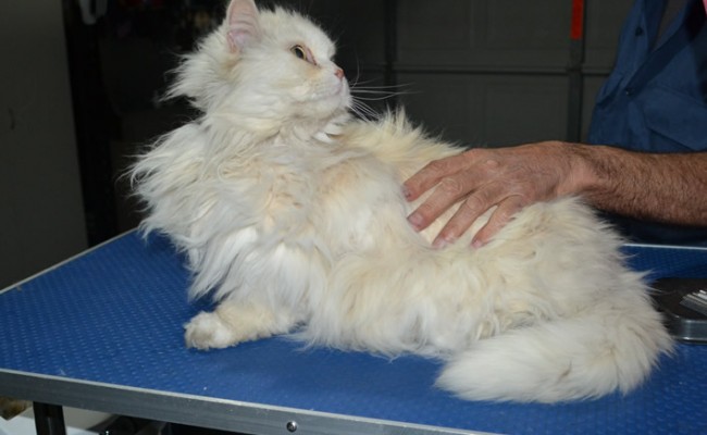 Simba is a Persian. He had his matted fur shaved down, nails clipped and ears cleaned.