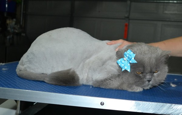 Mishka is a British long Hair. She had her matted fur shaved down, Nails clipped and ears cleaned.