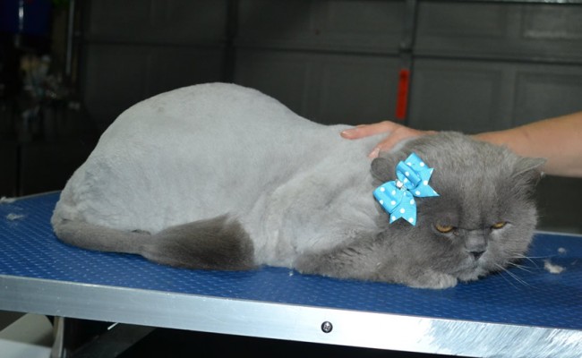 Mishka is a British long Hair. She had her matted fur shaved down, Nails clipped and ears cleaned.