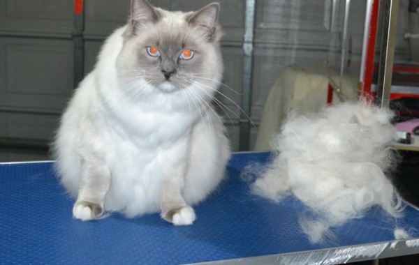 Bud is a 10.5mth old Ragdoll. He had his fur raked, nails clipped and ears cleaned. He is such a big boy weighing in around 7kgs.