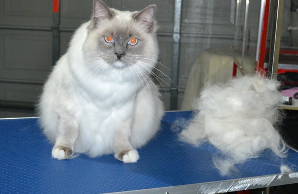Bud is a 10.5mth old Ragdoll. He had his fur raked, nails clipped and ears cleaned. He is such a big boy weighing in around 7kgs.