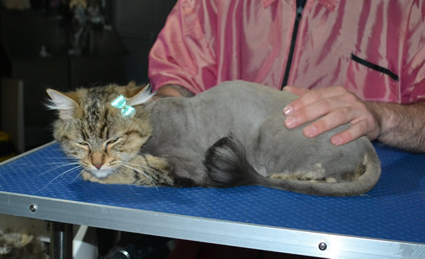 Samaya is a Long hair Domestic. She had her fur shaved down, nails clipped, and ears cleaned.