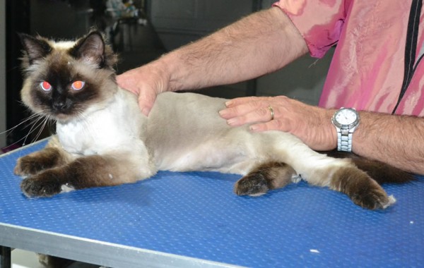 Diesel is a Ragdoll. He had his nails clipped, fur shaved down and ears cleaned.