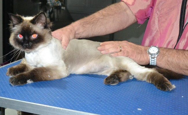 Diesel is a Ragdoll. He had his nails clipped, fur shaved down and ears cleaned.