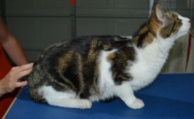 Ernest is a Short hair domestic. He had his fur shaved down, nails clipped and ears cleaned.