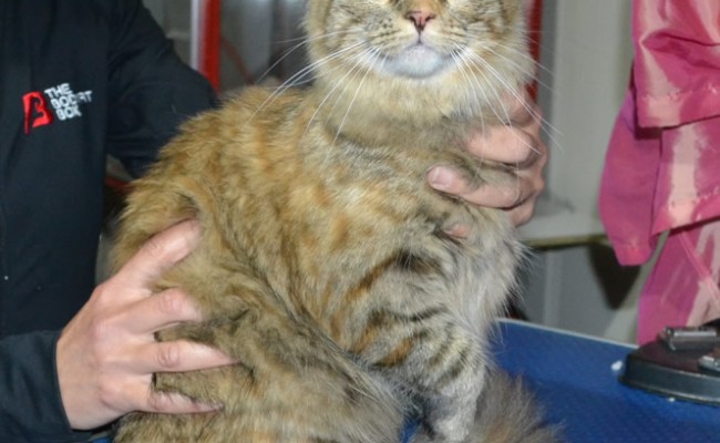 Latte is a Medium hair Domestic. She had her fur shaved down, nails clipped, ears cleaned and a wash n blow dry.