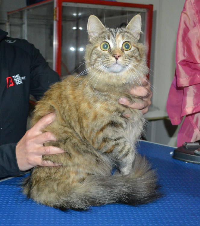 Latte is a Medium hair Domestic. She had her fur shaved down, nails clipped, ears cleaned and a wash n blow dry.