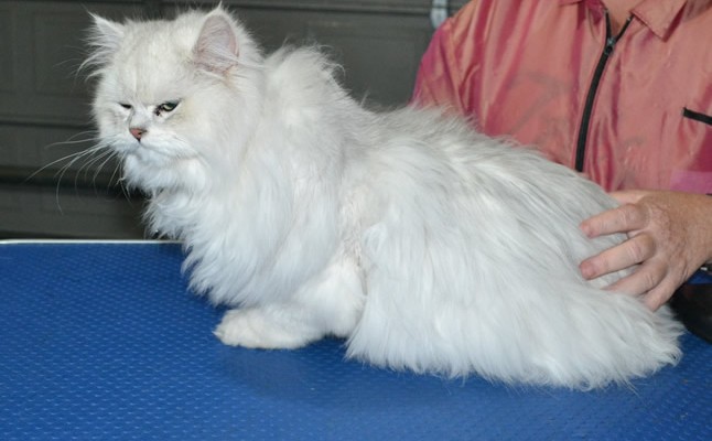 Dr Phil is a Chinchilla. He had his matted fur shaved down, nails clipped and ears cleaned.