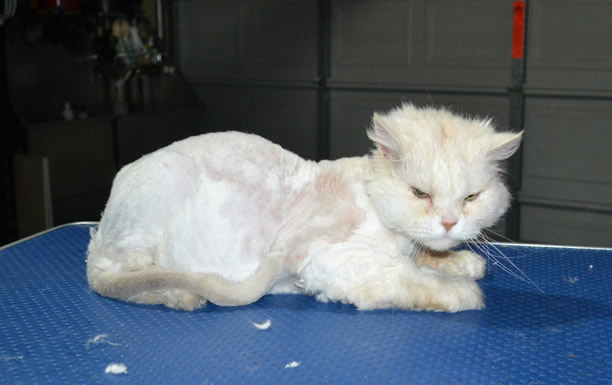 Simba is a Persian. He had his matted fur shaved down, nails clipped and ears cleaned.