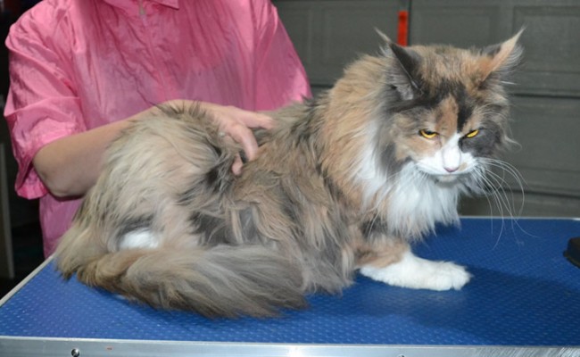 Crystal is a MaineCoon. She had her fur shaved down, nails clipped and ears cleaned.