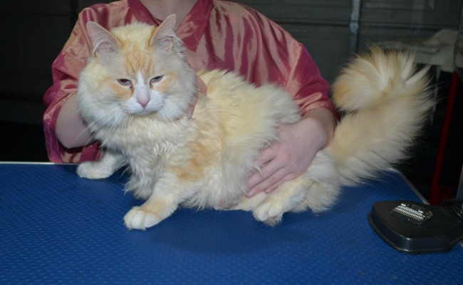 Bishop is a Ragdoll. He had his fur shaved down, Nails clipped and ears cleaned.