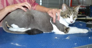 Ernest is a Short hair domestic. He had his fur shaved down, nails clipped and ears cleaned.
